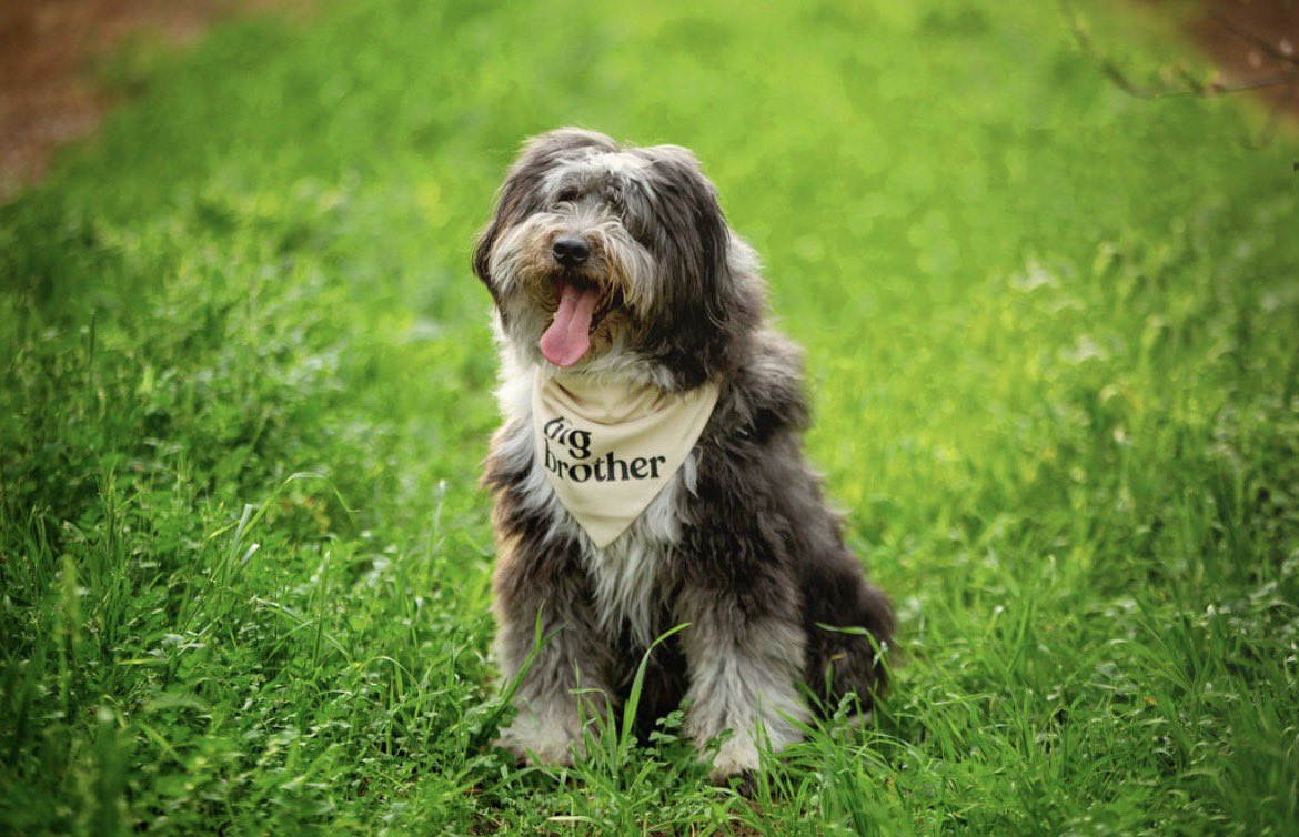 Steven Haglund tweet media