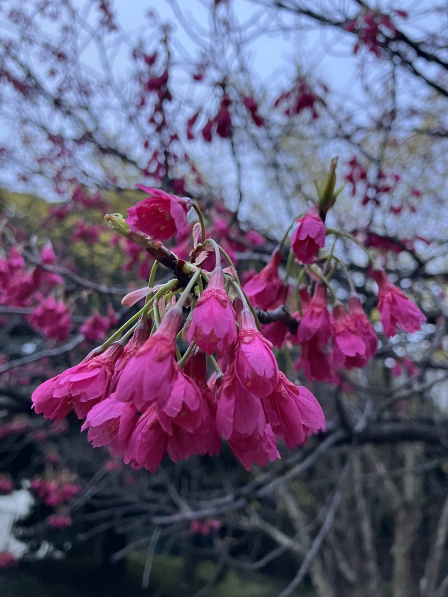 翌日は雨予報☔️
10階の食堂からみえた　
北の丸公園の可愛い方たちに
仕事終わりに会いに行く。
彼岸桜のこの色にうっとり🩷