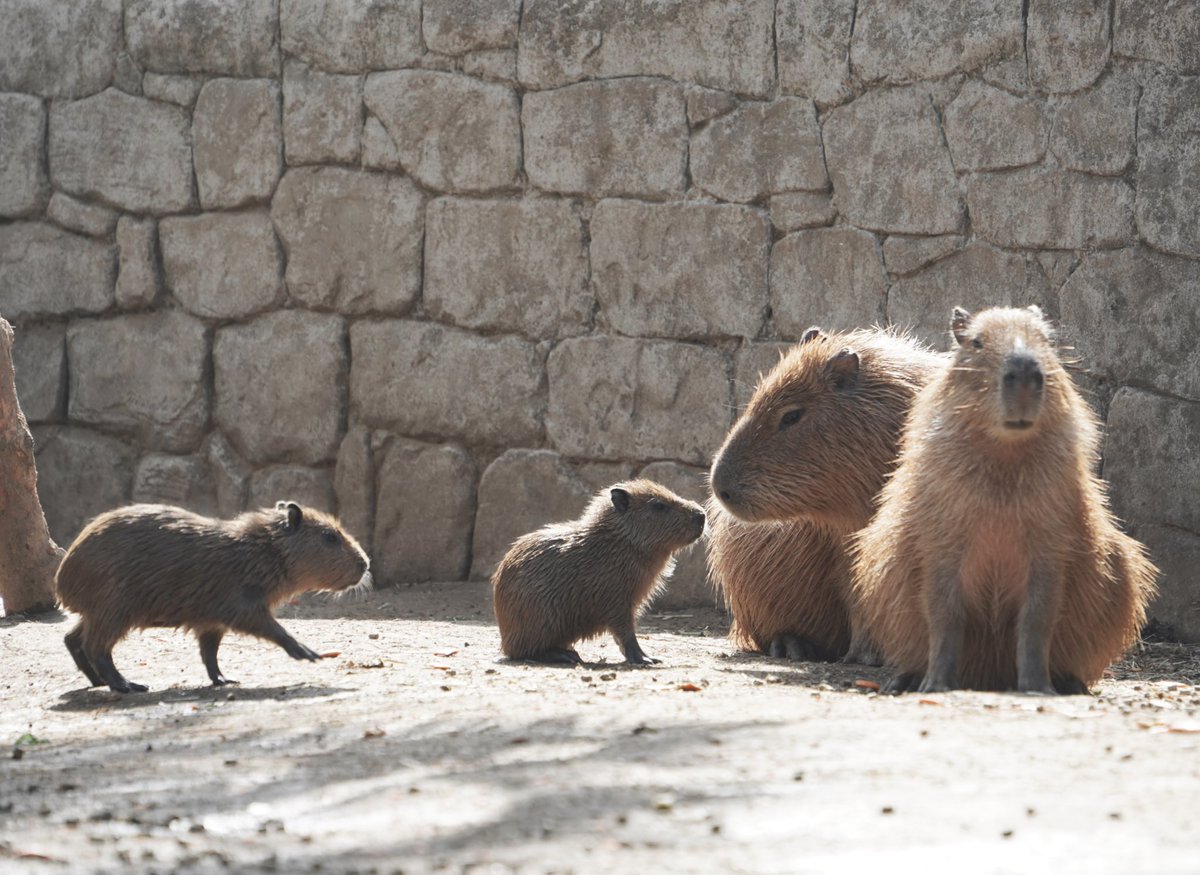 カピバラ㌠ (@capivara123) / Posts / X