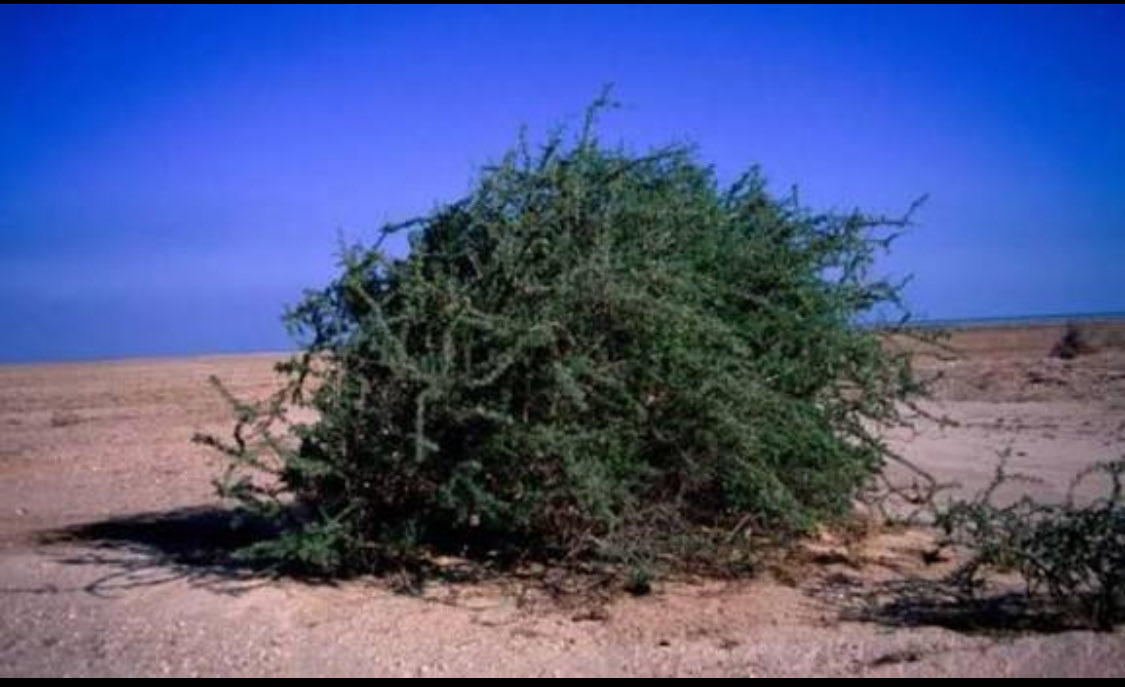 رغم كل مافعلوه، لازالوا يزرعونها ليقينهم أنها ستحميهم !!