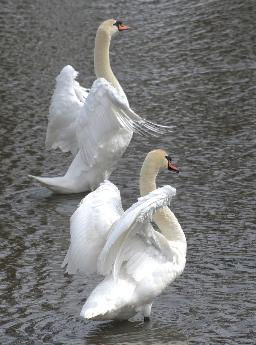 Synchronized Swans Twice as Nice Swan Mates in Synchrony #NYC #Swans #Nature #Nikon