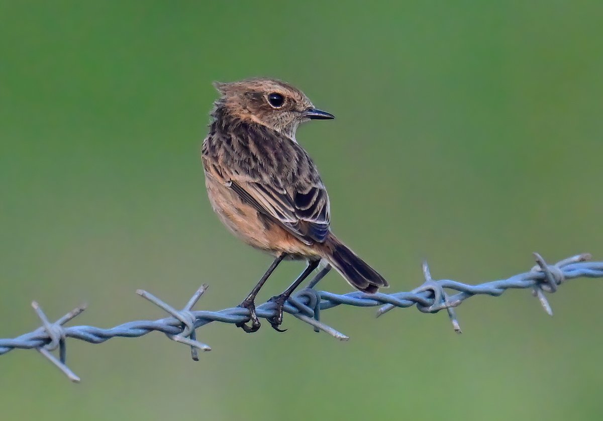 Female Stonechat on barbed wire. 😀
 Taken this weekend at Steart Marshes in Somerset. 😊🐦