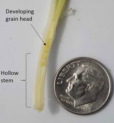 K-State Agronomy tweet media