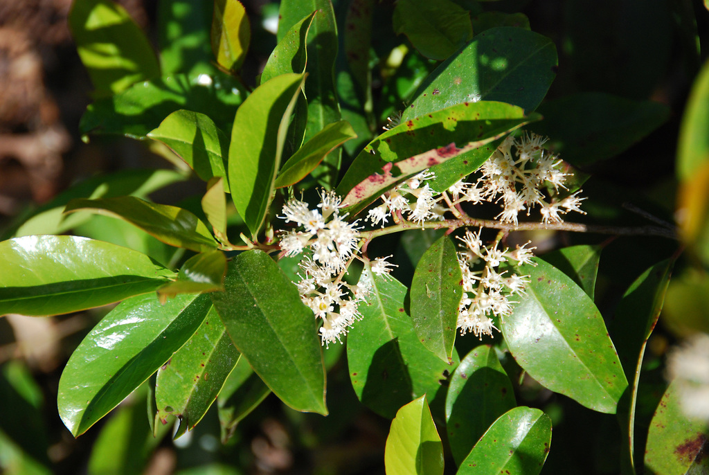 Soltis Lab @UF tweet media
