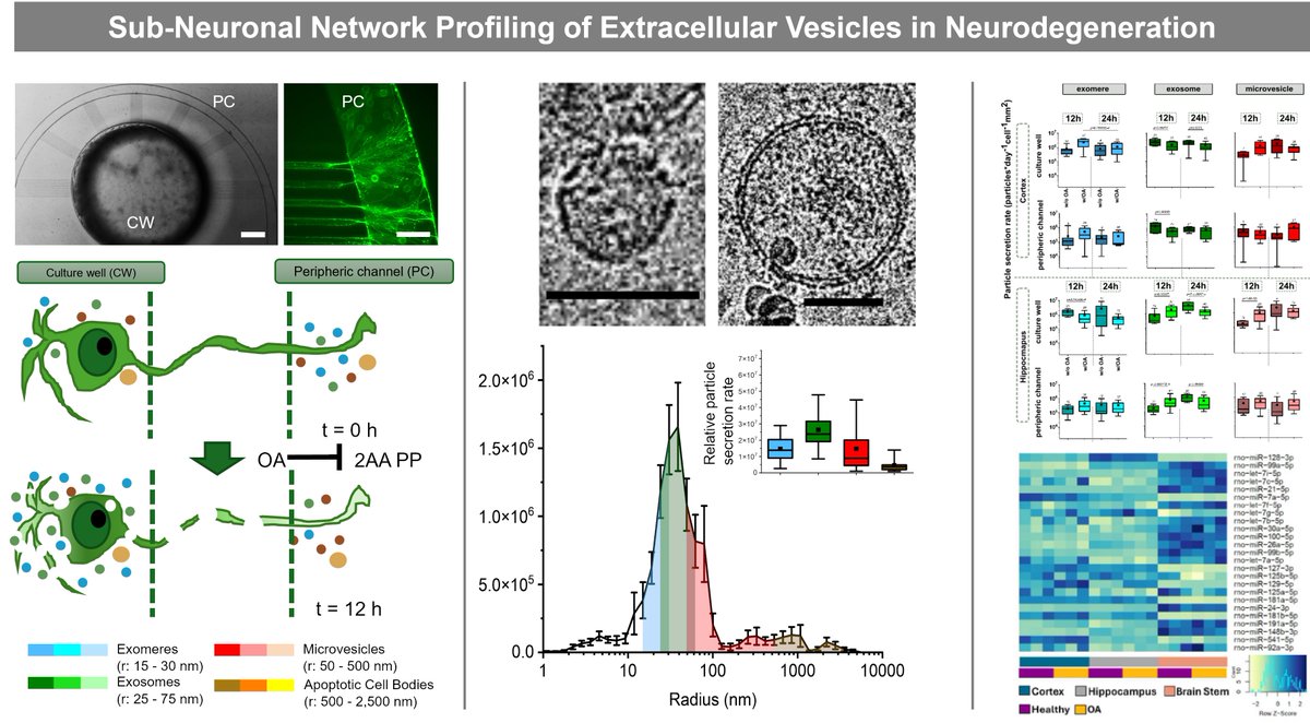 Anja Kunze, Ph.D. tweet media