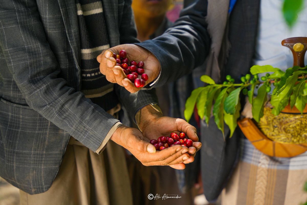 عيد موكا سعيد عليكم وكل عام وانتم بخير 🤎 
اليوم الوطني للبن اليمني 
٣/مارس 
من أعمالي لتوثيق البن 

#ثورة_البن_مستمره
#عيد_موكا
#اليوم_الوطني_لزراعة_البن