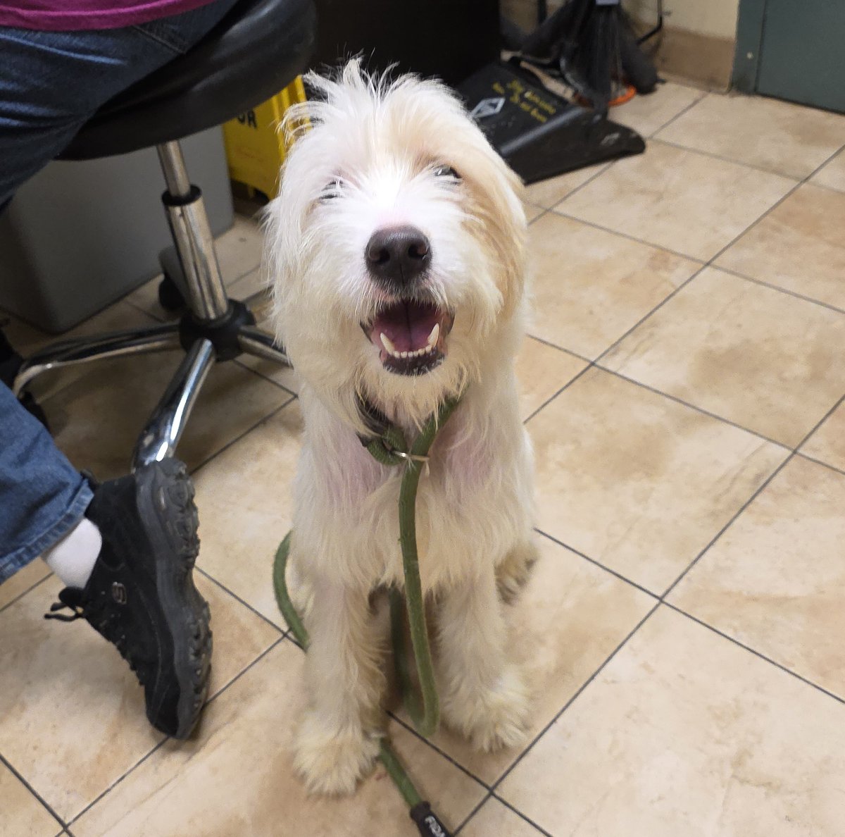 Multnomah County Animal Services tweet media