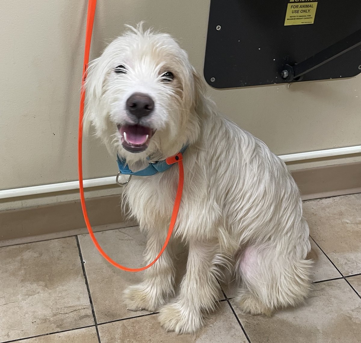 Multnomah County Animal Services tweet media