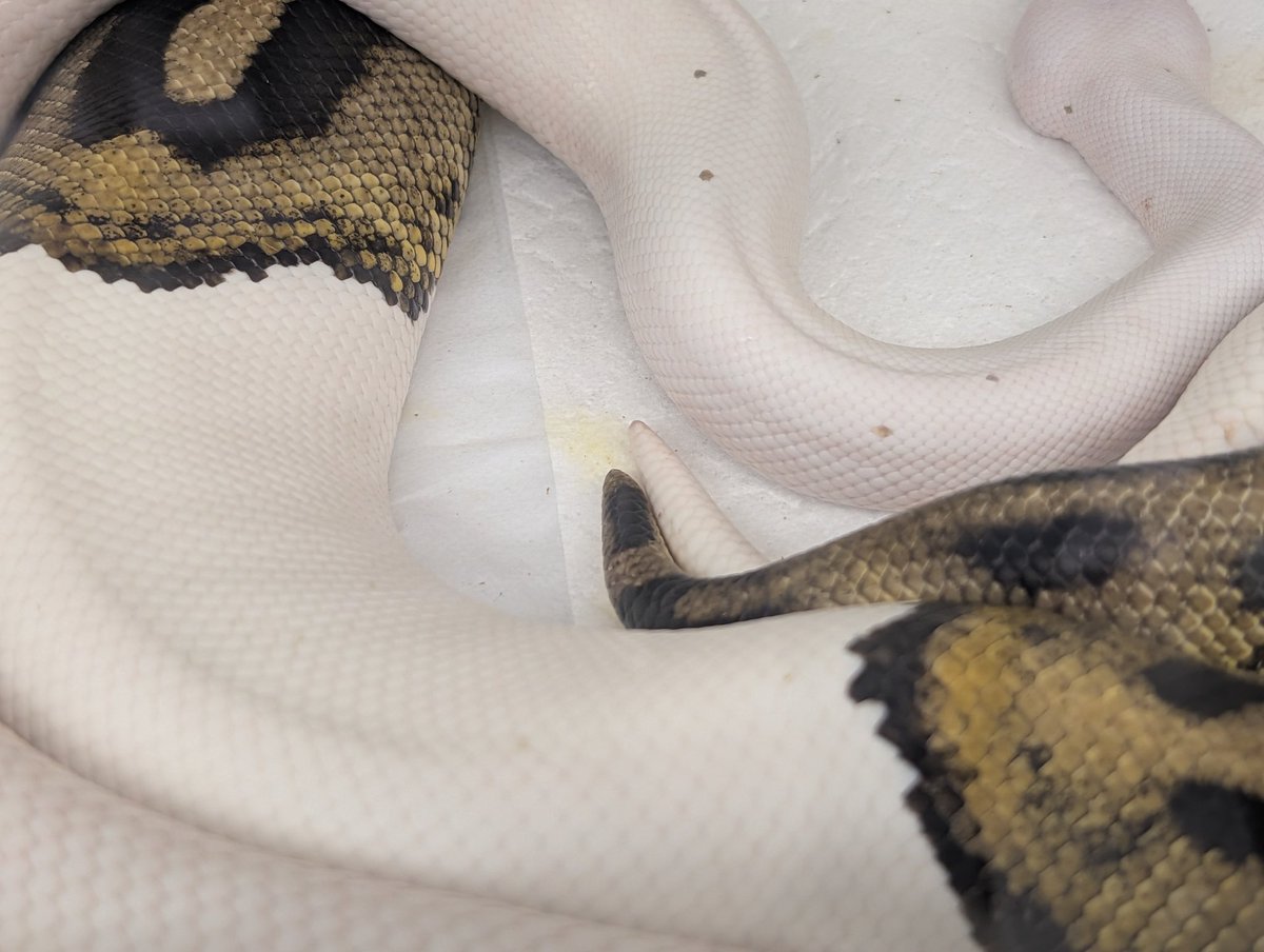 Satisfactory tweet media