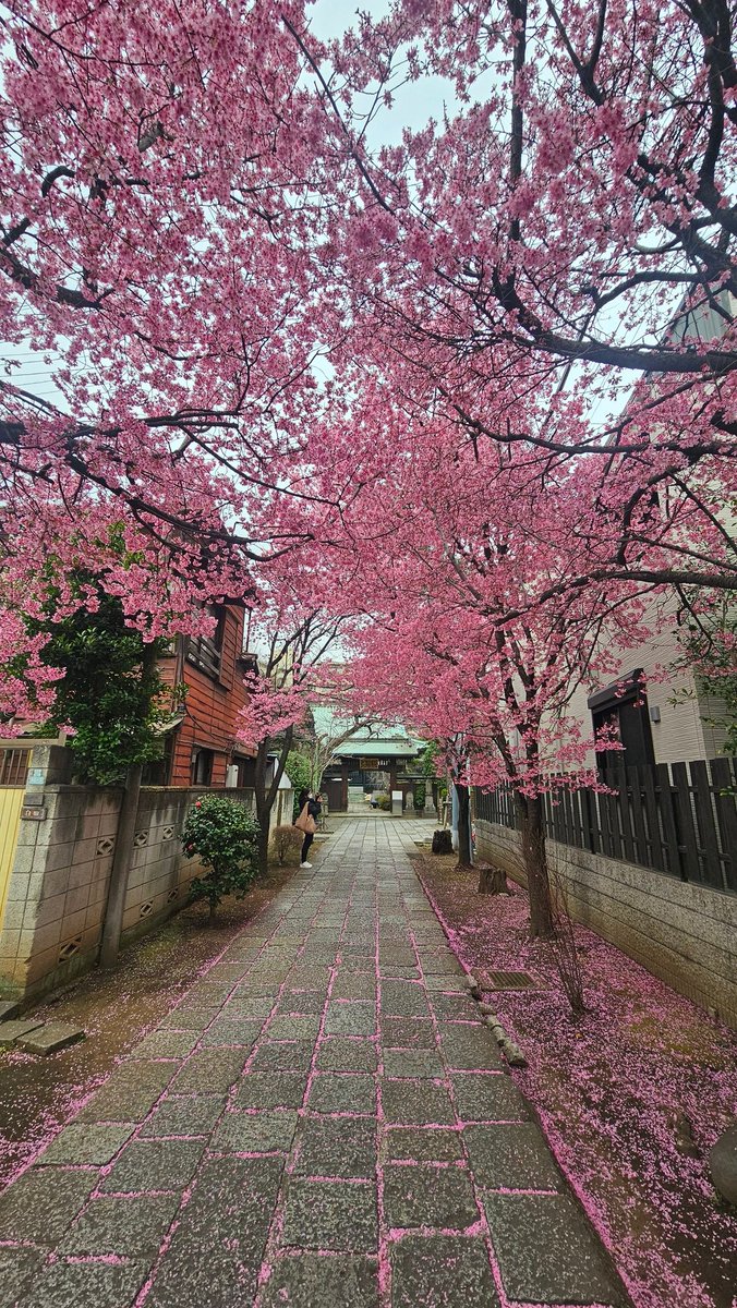 3aripe1's tweet photo. こちらから春をお届けします🌸 https://t.co/XXaQn5vUZI