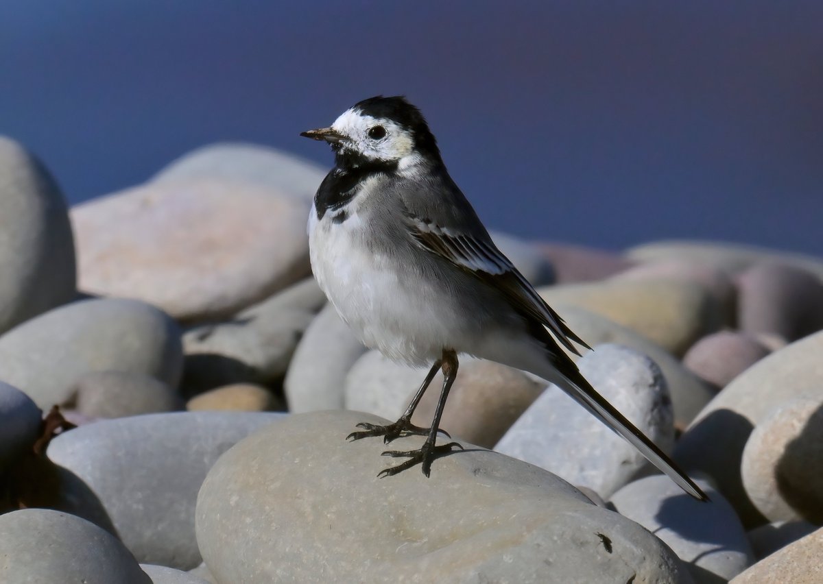 Pied Wagtail on a pebble. 😍
 Taken this weekend at Steart beach in Somerset. 😊🐦