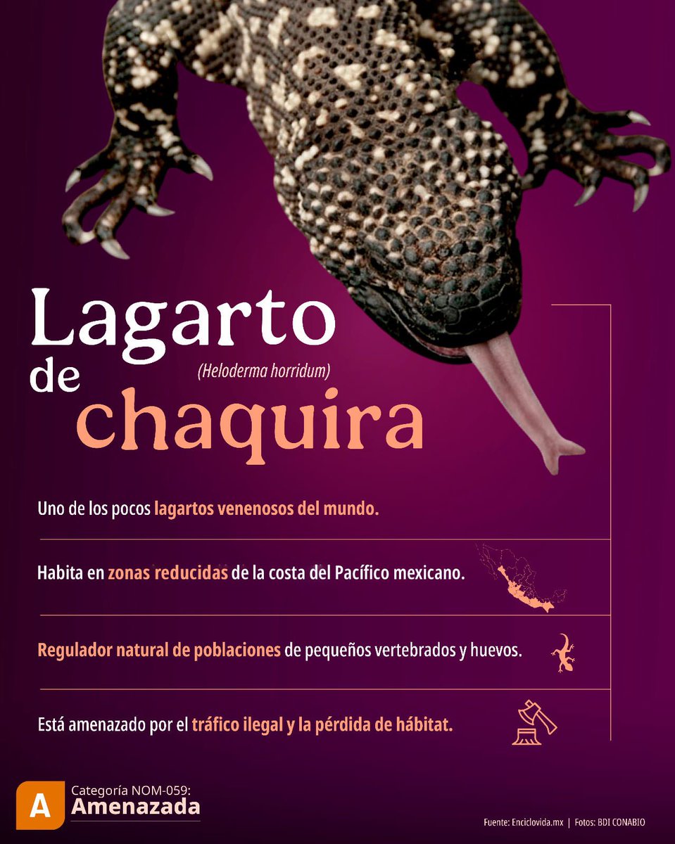 SEMARNAT_mx's tweet photo. 🟠 #BiodiversidadMexicana | El lagarto de chaquira (Heloderma horridum) es una de las pocas especies de lagarto venenoso en el mundo y está catalogado como Amenazado en la #NOM059. 🦎🍃
El sector ambiental trabaja para su protección mediante la conservación y fortalecimiento de Áreas Naturales Protegidas y el combate al tráfico ilegal de vida silvestre.
#SomosMedioAmbiente