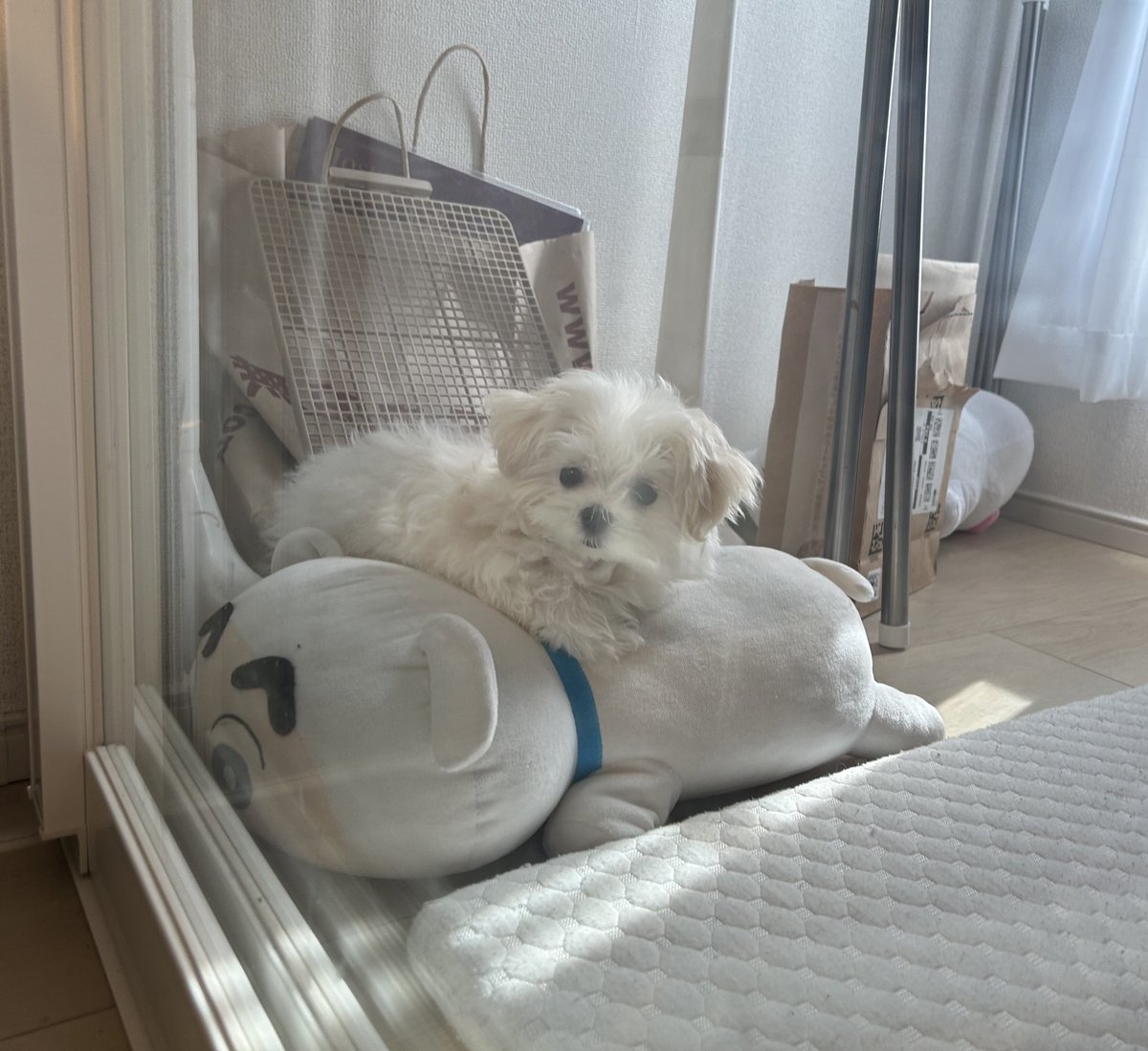 merry_1016's tweet photo. シロがシロの上に乗ってる🤍 https://t.co/f9Ckr7b1Wg