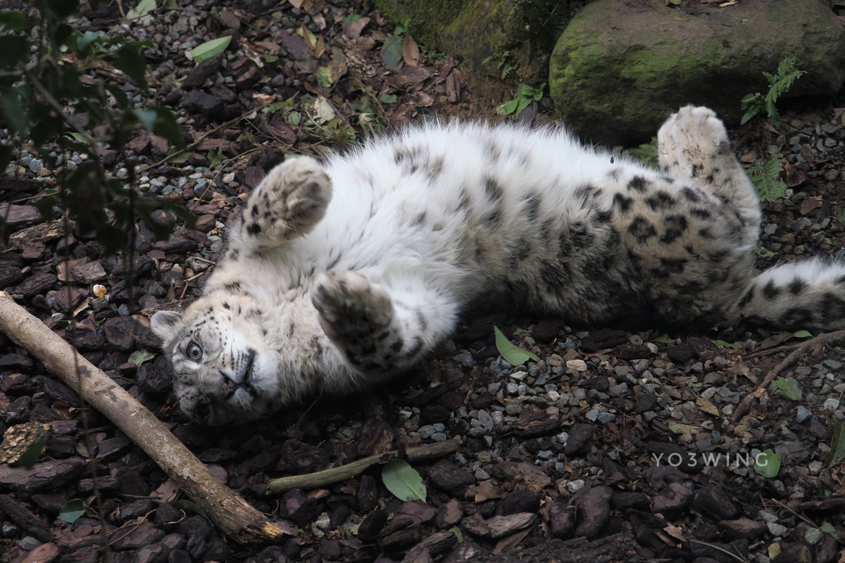 yo3_wing's tweet photo. ジーマさんでおはようございます🐾　
Have a nice day✨　

#ユキヒョウ 
#snowleopard 
#いしかわ動物園 
#ishikawazoo https://t.co/iW4XJBgbzZ
