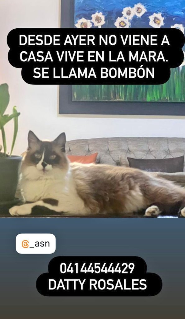 Mary_Jar's tweet photo. 🚨 Mi gente de Mérida- Vzla . Buscamos a Bombón. Salió de su casa en #LaMara y no ha regresado. 🥺
Si la ven, se agradece resguardo.
Mayor información en el post. 👇🏻
@PerroUsuario https://t.co/n0oE4ivfjX