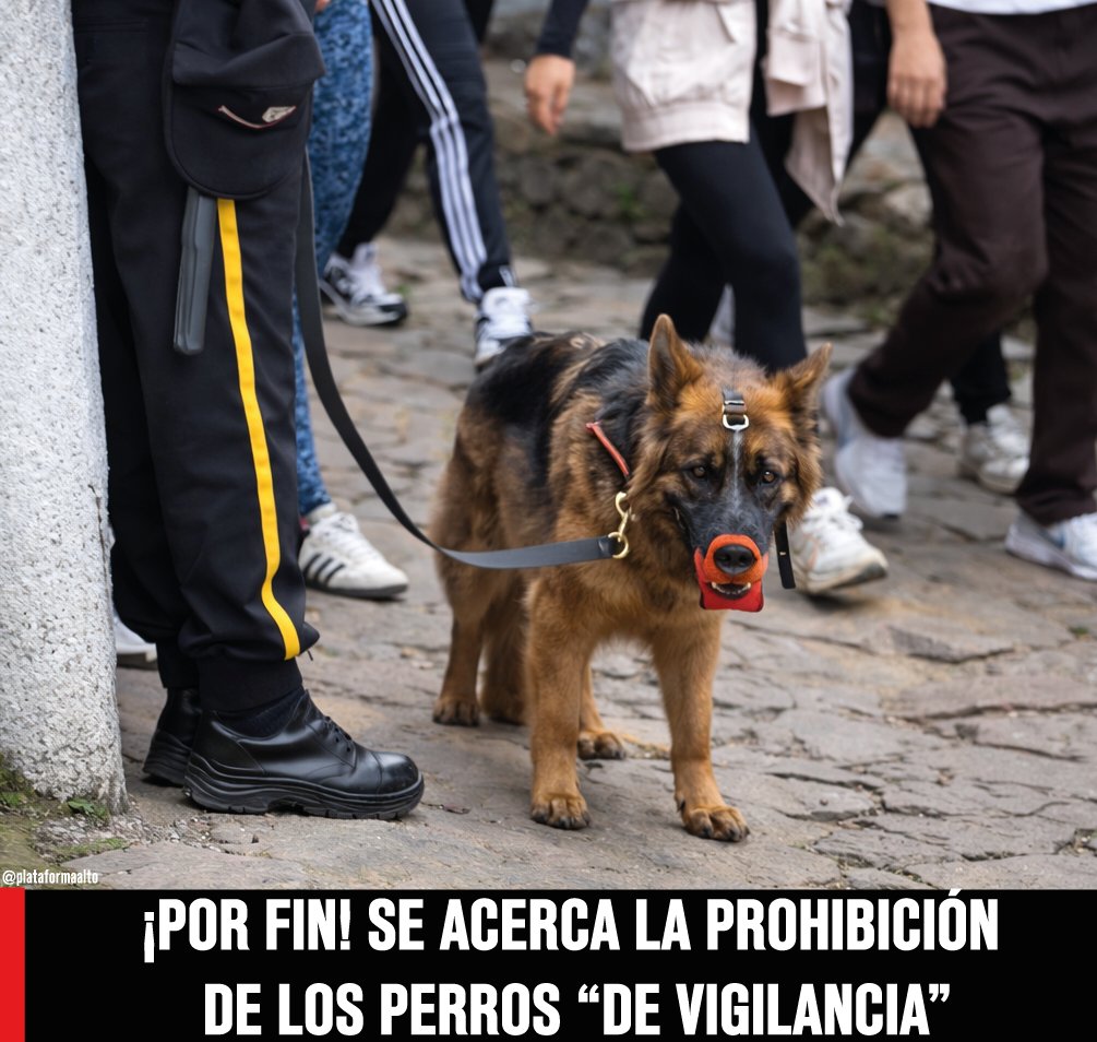 ¡Por fin! Radicado proyecto de ley para prohibir definitivamente el abuso y explotación de los perritos "de vigilancia" en toda Colombia. 🐶

Esto tras continuas denuncias por el cruel maltrato que sufren muchos de estos perritos y tras comprobar que la ley 2454/25 (Ley lorenzo)