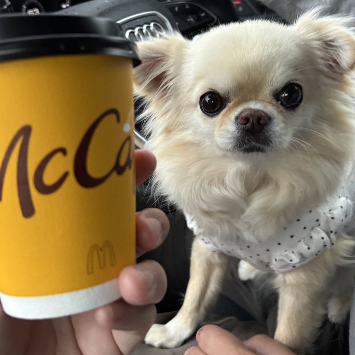 Post by チビ＆ココ｜Official 🐾 on X: カフェラテ☕️