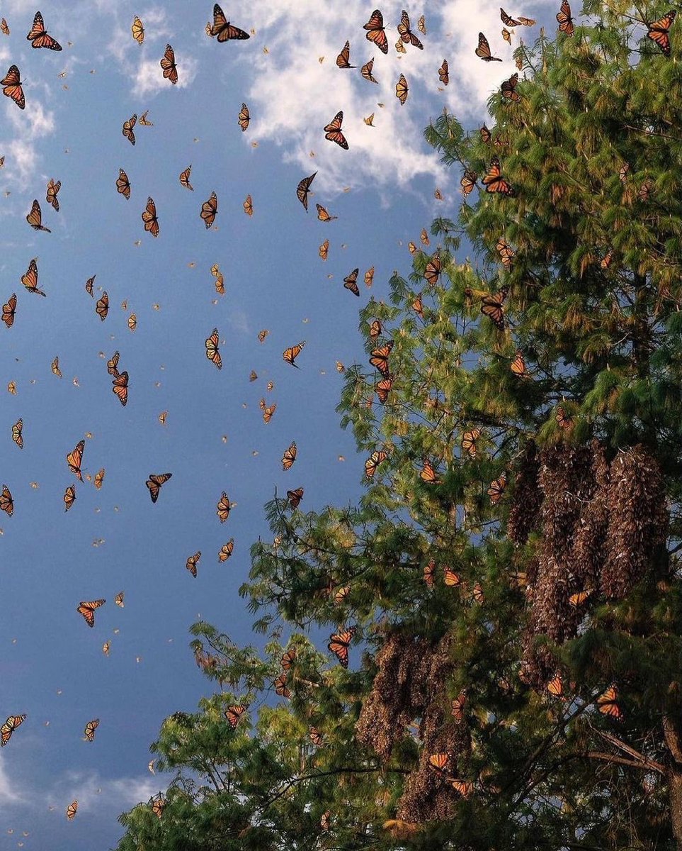 A spectacular natural phenomena of butterflies flying at the Monarch Butterfly Biosphere Reserve in Michoacán, Mexico | photo by pepe_soho