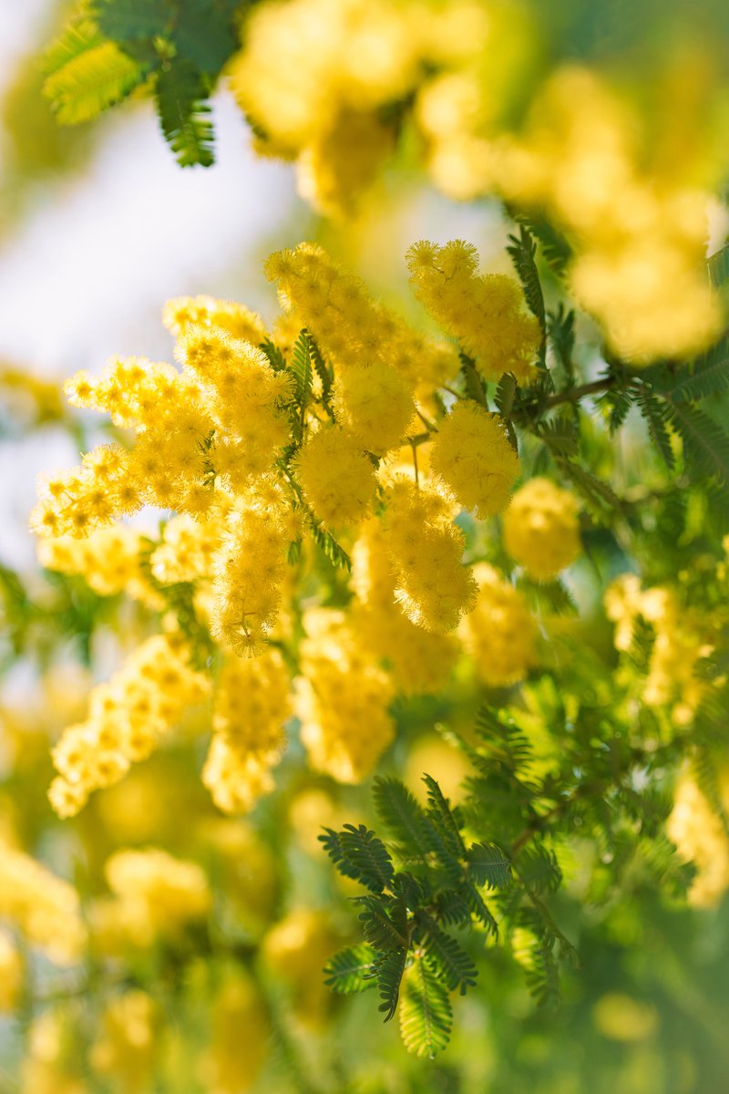 fotosuzu's tweet photo. Dreamy Mimosas ep2
#minosa https://t.co/k3ZteZ8gdY