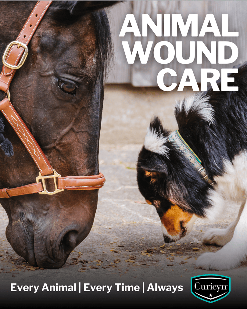 Curicynproducts's tweet photo. Cuts, scrapes, and skin irritations happen across species. Curicyn's Original Wound &amp; Skin Care Formula provides fast, non-toxic support for animals of all kinds, from #BarnToBackyard. American made, veterinarian recommended, Curicyn. https://t.co/wLmQfd0Gac