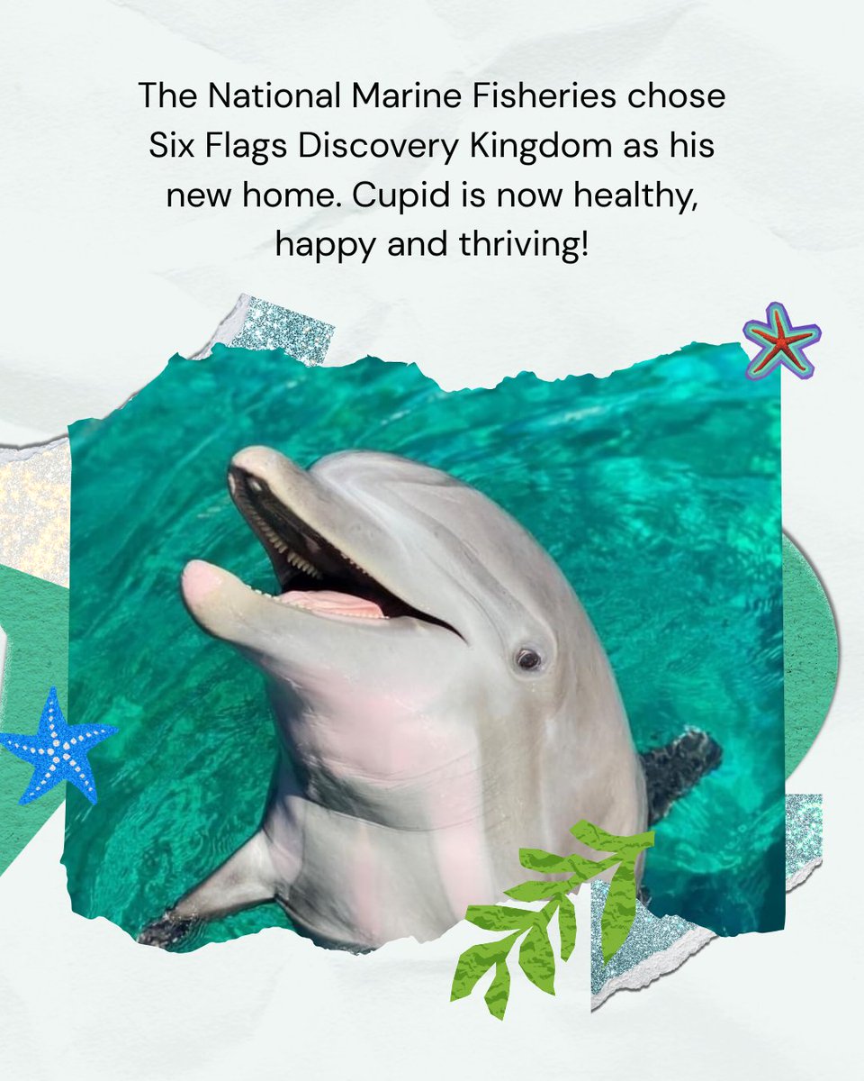 Six Flags Discovery Kingdom tweet media