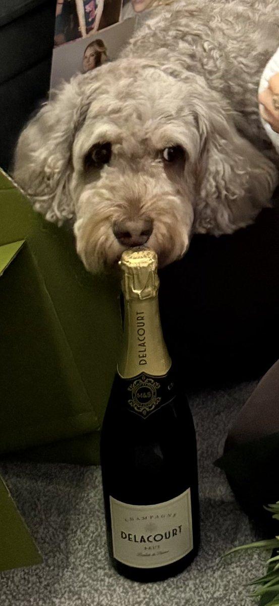 Dave the Doodle Dog 🐾 tweet media