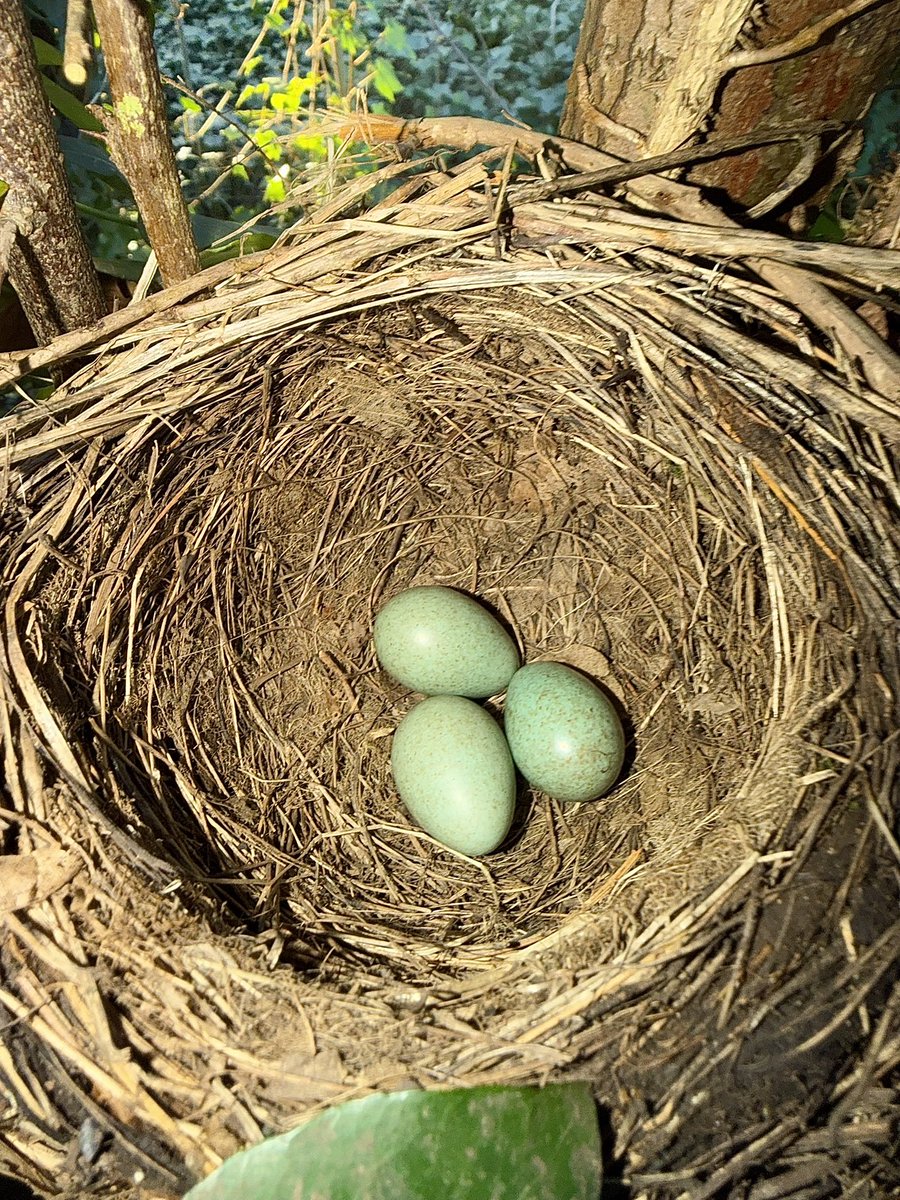 Stivi Musievski tweet media