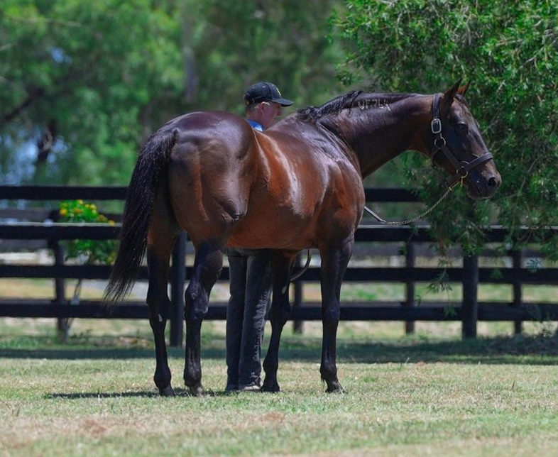 HarnessBreeders's tweet photo. Congratulations to @Alabarfarms & @EquineRivers, with their stallions featured in the list of HRA Globe Derby sire award winners for the 2025 season.
Read here: https://t.co/mBZ8ycpsLF
#ArtMajor #PastorStephen #AlwaysBMiki #Volstead #EliteStride #MajesticSon https://t.co/hYweh6WQAO