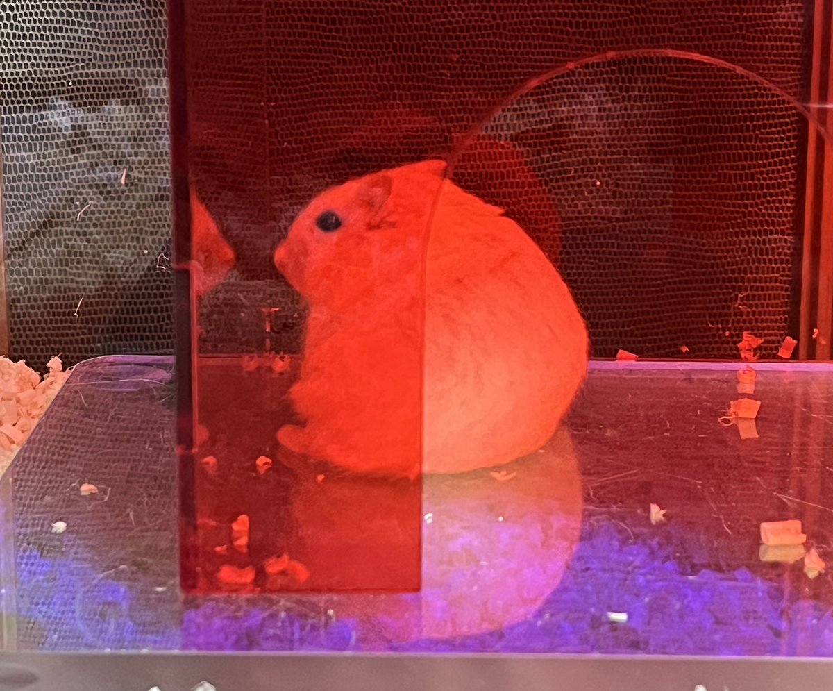 정육점 안 거대 치즈떡