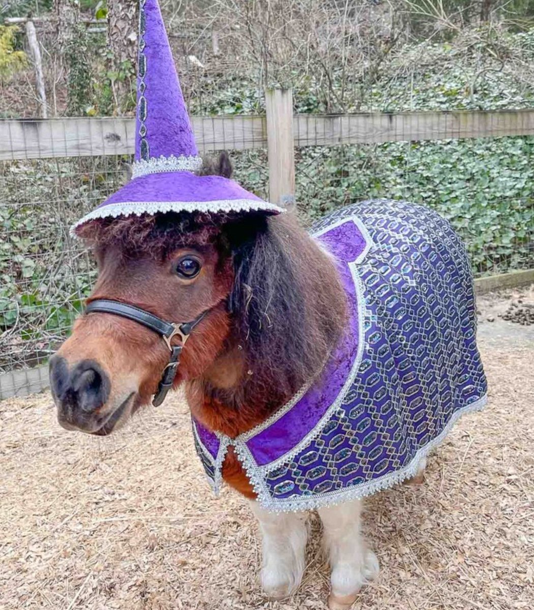 A miniature horse called Trinket has gone viral after being used as a model for his owner's Etsy store

MyMiniAndTheMoon sells horse outfits for almost every occasion