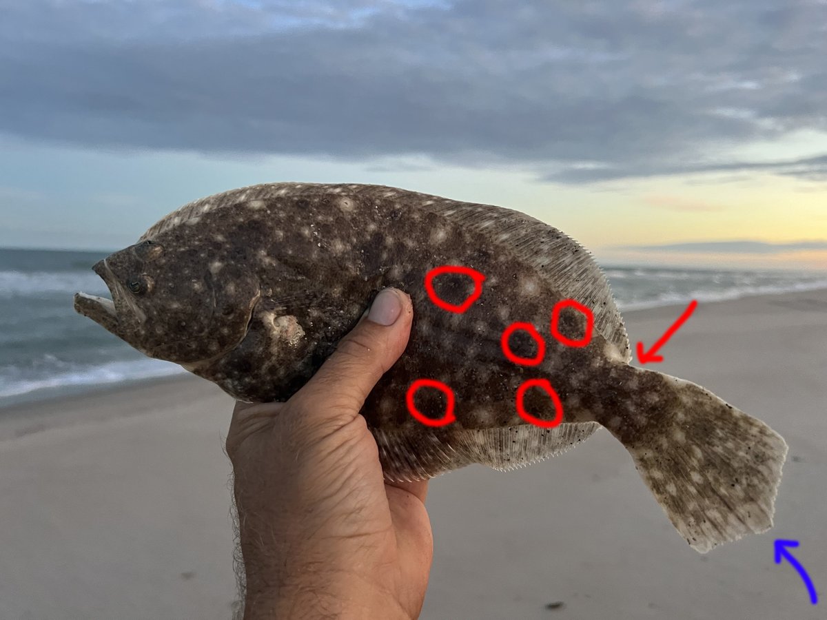 NC Division of Marine Fisheries tweet media