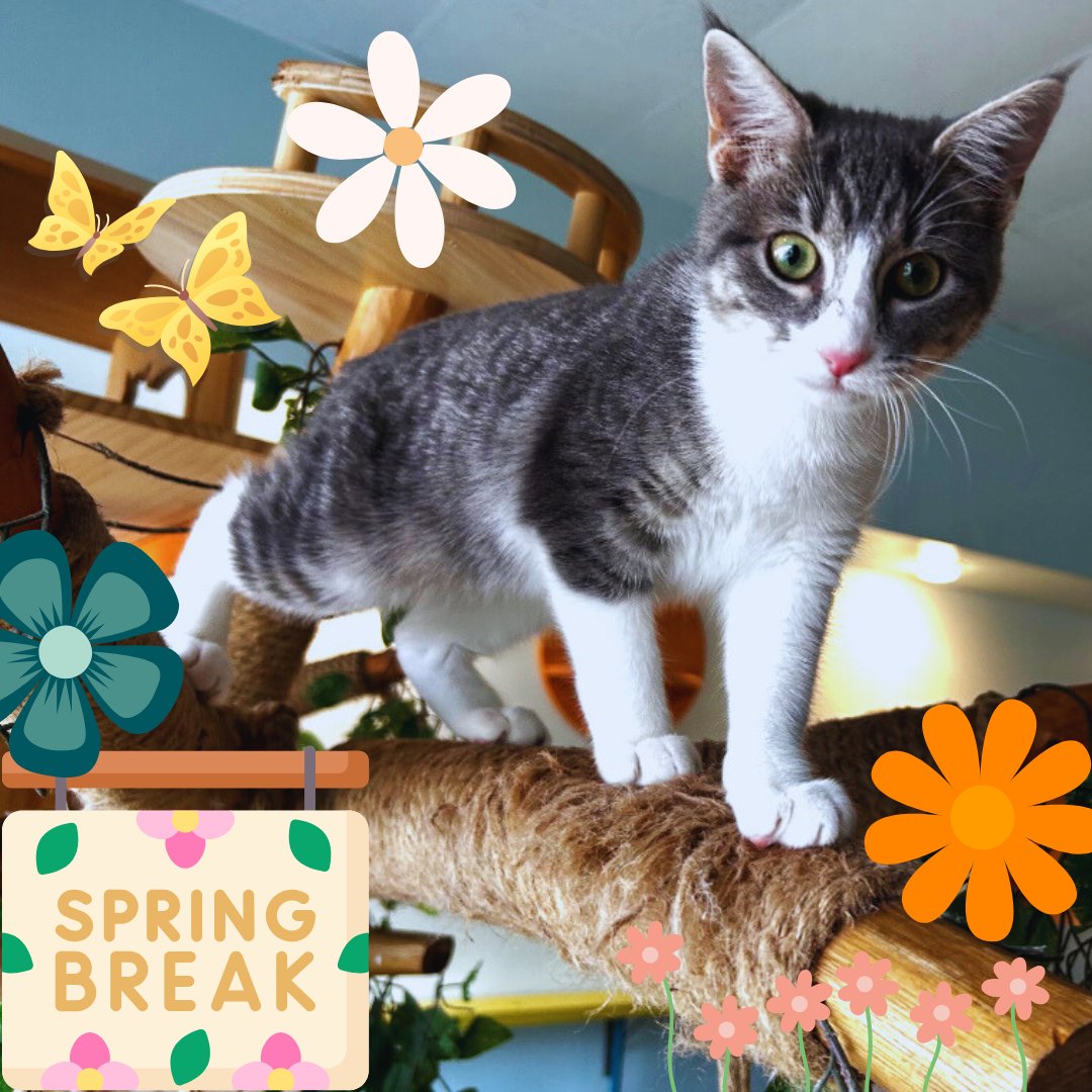 Oh my Gato! Spring Break is next week Include the Gatos in your Spring Break plans. Check out or newsletter at  
conta.cc/4rCkq2T 
Book at elgatocoffeehouse.com/bookmeow 😺 We are located at 508 Pecore St HTX
Open T, Th &amp; F 12:30-4:30pm; Sat 11am-5pm &amp; Sun 12-5pm. 
#houston #cats