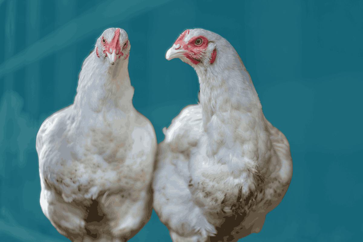 Eastern Congo Initiative tweet media