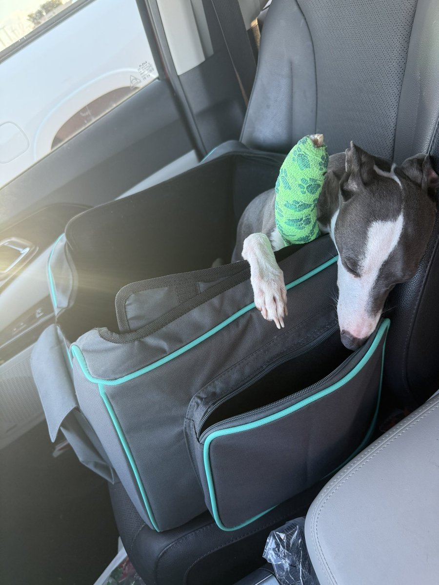LeandraTrueLife's tweet photo. We are now one week post op after his metal plate removed from his leg. He’s doing very well recovering and had a fresh bandage change today! Thanks again @Chewy for helping make all of his transportation needs come to life! We appreciate it more than you’ll ever know! ❤️❤️❤️ https://t.co/AZnNUmWIXO