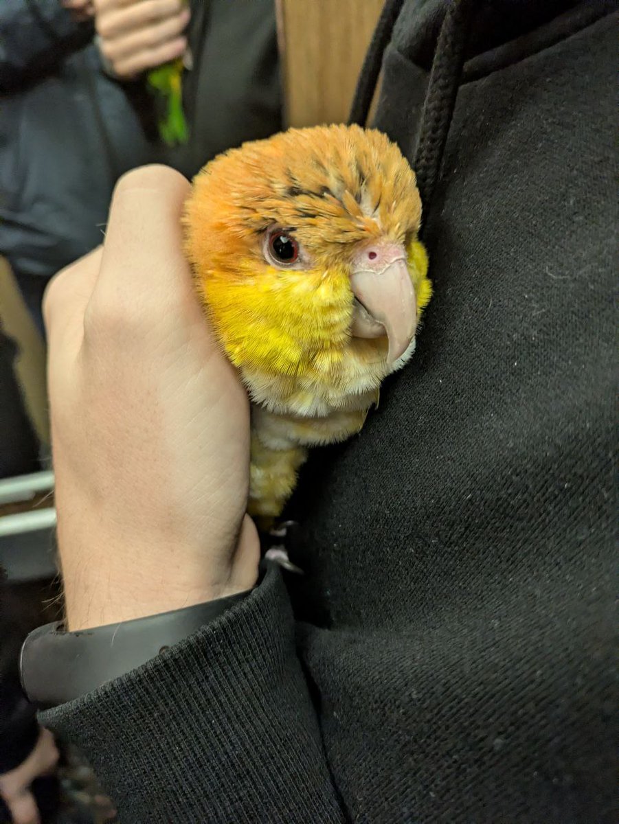 WaterMixt's tweet photo. Not really expecting anything posting this here but anyways. Has anyone lost a parrot yesterday or some days before around Setubal city, in Portugal? If yes, please contact me via DM. Thank you! https://t.co/wZSjYTbINL
