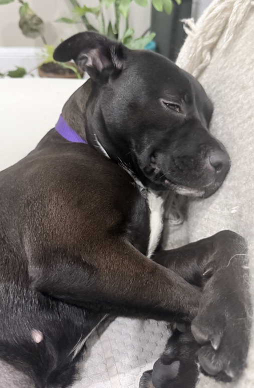 NMBewitched's tweet photo. 1st apologies to Bonnie; I have no cute videos💔

Clyde😍
https://t.co/Gmi2C5qpuj
#MondayMarvels 
#AdoptionisaPassion 

I am told they are a charming 💕Bonded Pair💕
A gift from nature to us #DogLovers  

There is an adorable photo of Bonnie taking a nap during her #Boroughbreak 
https://t.co/rPRzipR2bu

#AdoptUS