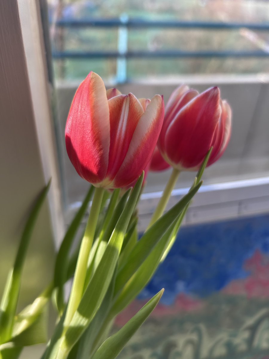 cloverdelune's tweet photo. my first bouquet of tulips.. 🌷🥺 https://t.co/RmaZsksy4E
