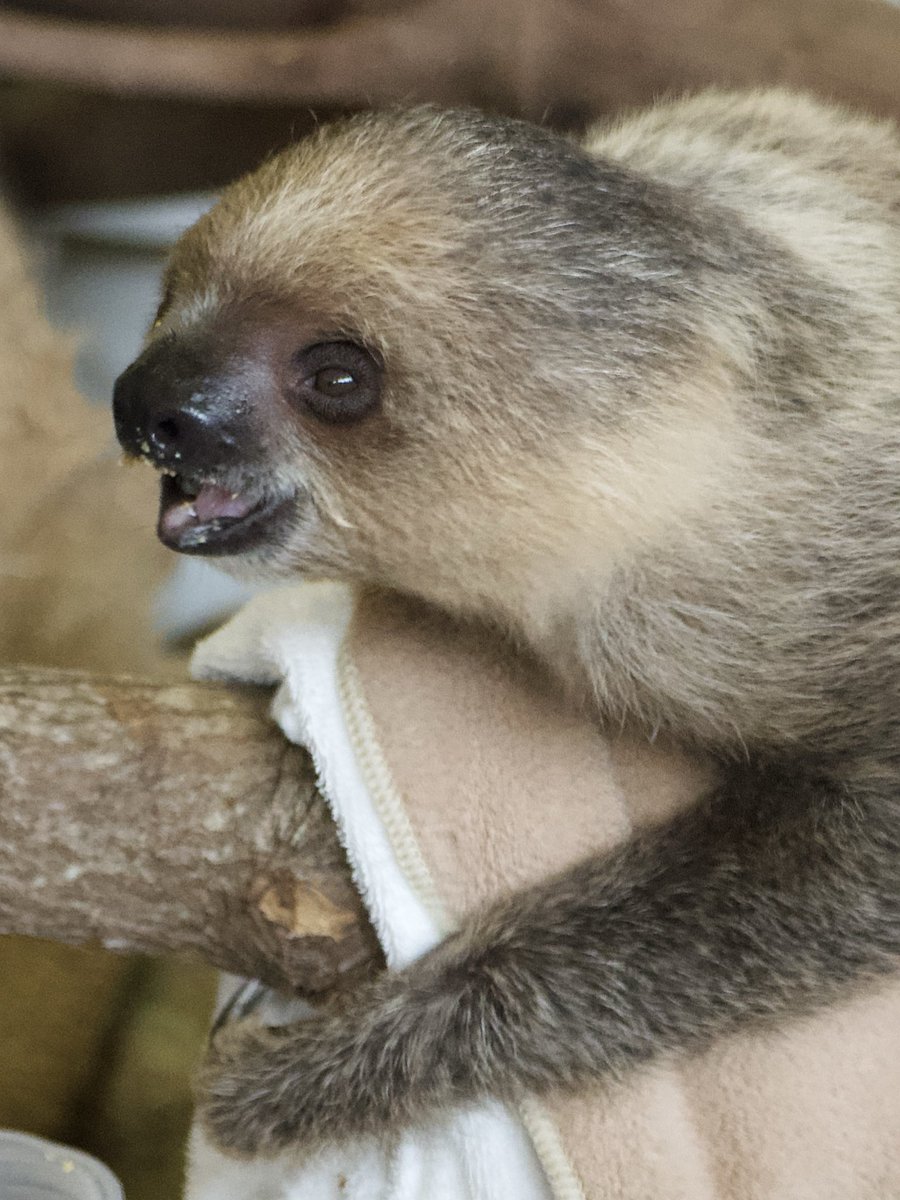 ナマケモノ研究所(The sloth research center)🦥 (@sametyphoon