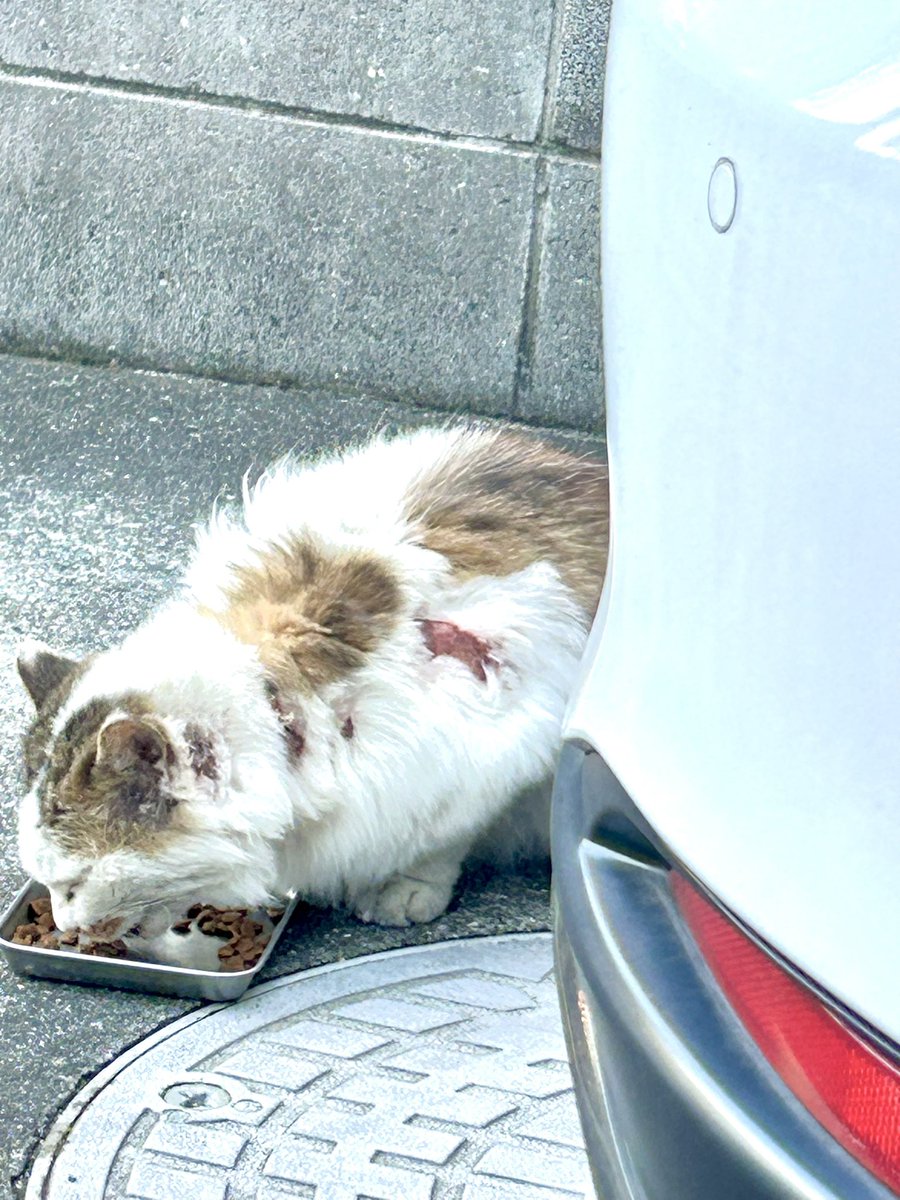 病院へ連れて行ってあげたい🥲と思ってた傷だらけの猫にゃん🐈を昨夜