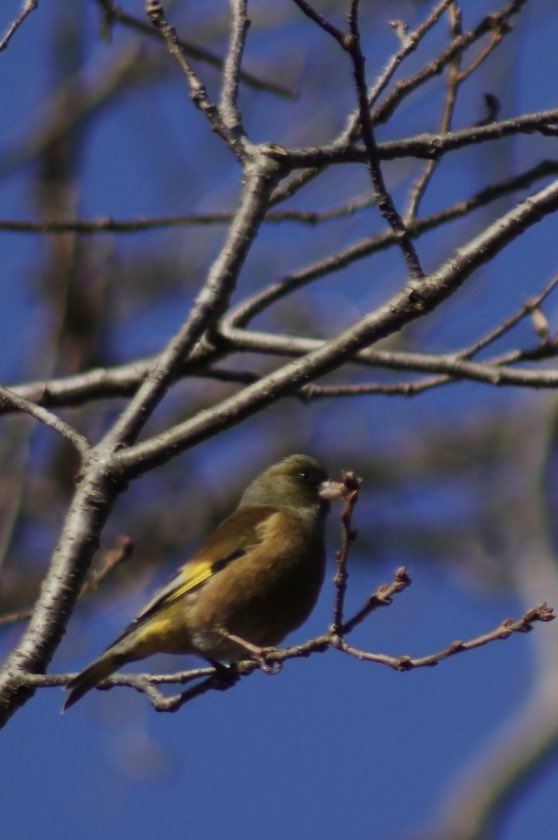世界野生動物の日

足を止め野生動物の事も考る日

そんな世界になると良いな・・・

#世界野生生物の日