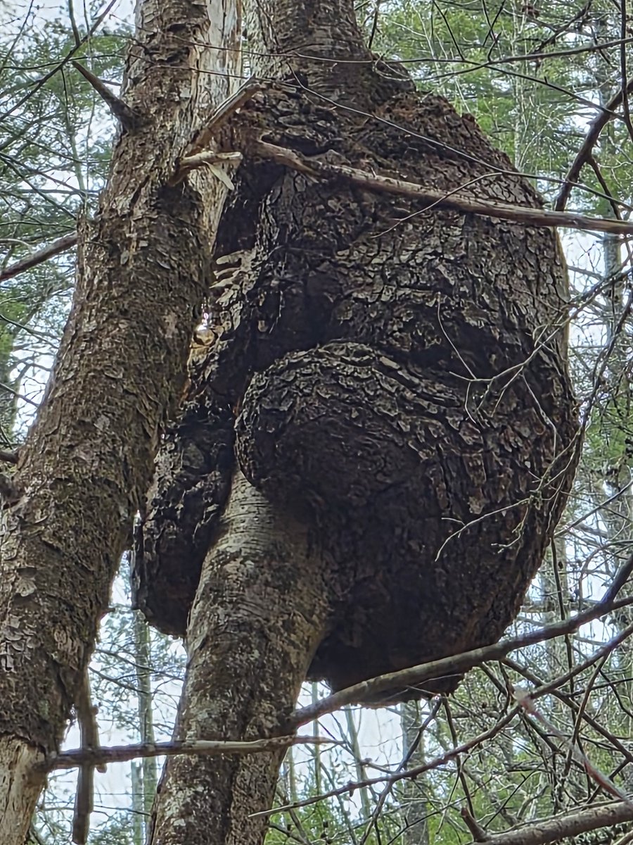 I went on a hike in Clay County, GA this weekend.  I looked up and saw this!  It looks like a bear but it is part of the tree!