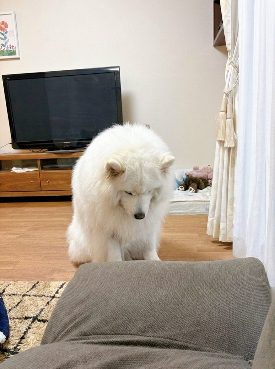 samoyedsunny's tweet photo. 学級閉鎖でずっと家にいたお兄ちゃんが、ついに学校に行ってしまい落ち込んでいる犬 https://t.co/F8e6gPcWT5