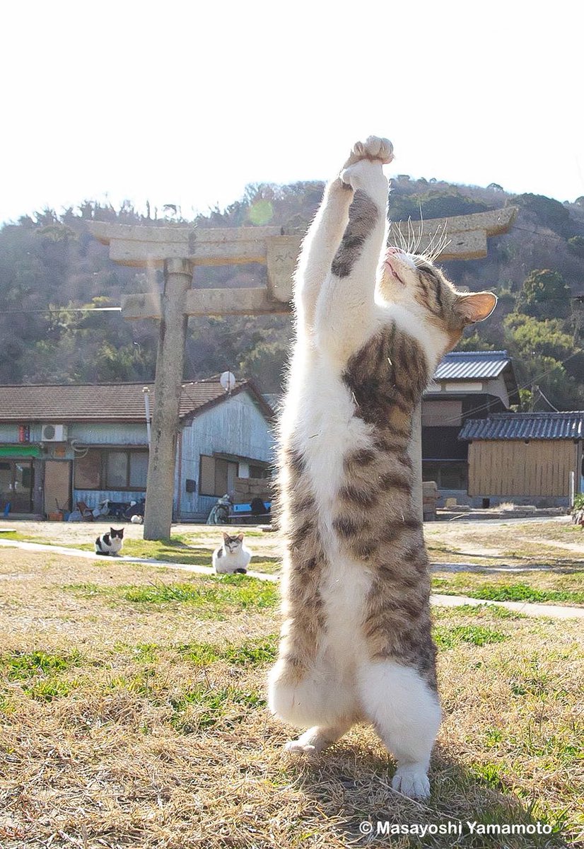 ︎山本 正義 (Masayoshi Yamamoto)立ち猫®︎ (@nekoiroiro) / Posts / X