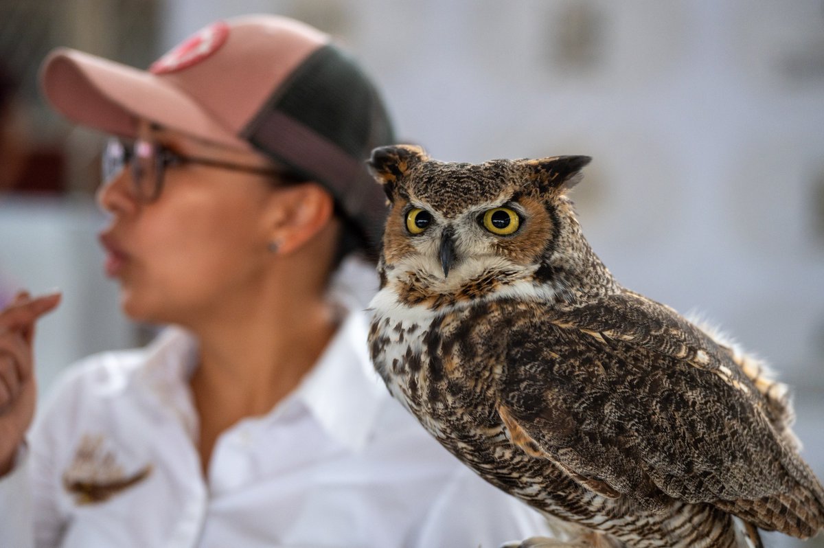 Andrés Mijes tweet media