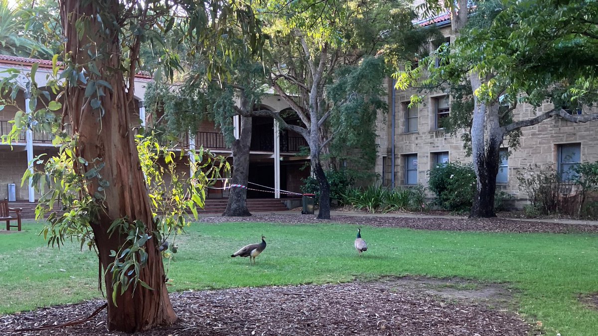 🇯🇵Embassy of Japan in Australia🇦🇺 tweet media