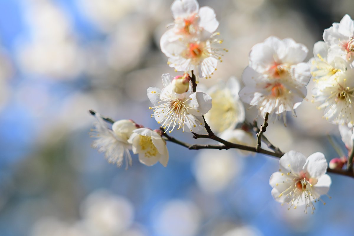 良い一日を

Nikon Zf
PENTAX Super Takumar 105mm F2.8