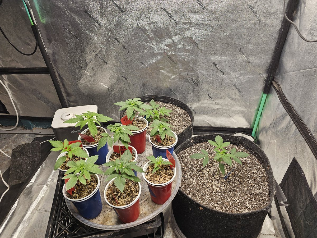 iPrimeTime420 🌱 tweet media