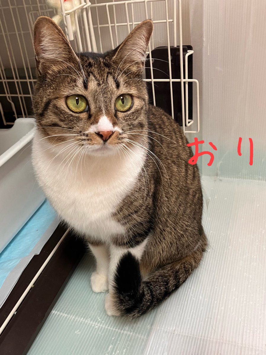 非営利型 一般社団法人 ねこたまご (@nekotamago_) / Posts / X