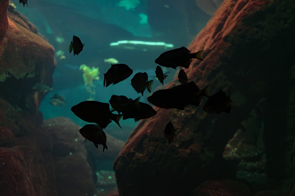 Levei minha câmera para um oceanário
