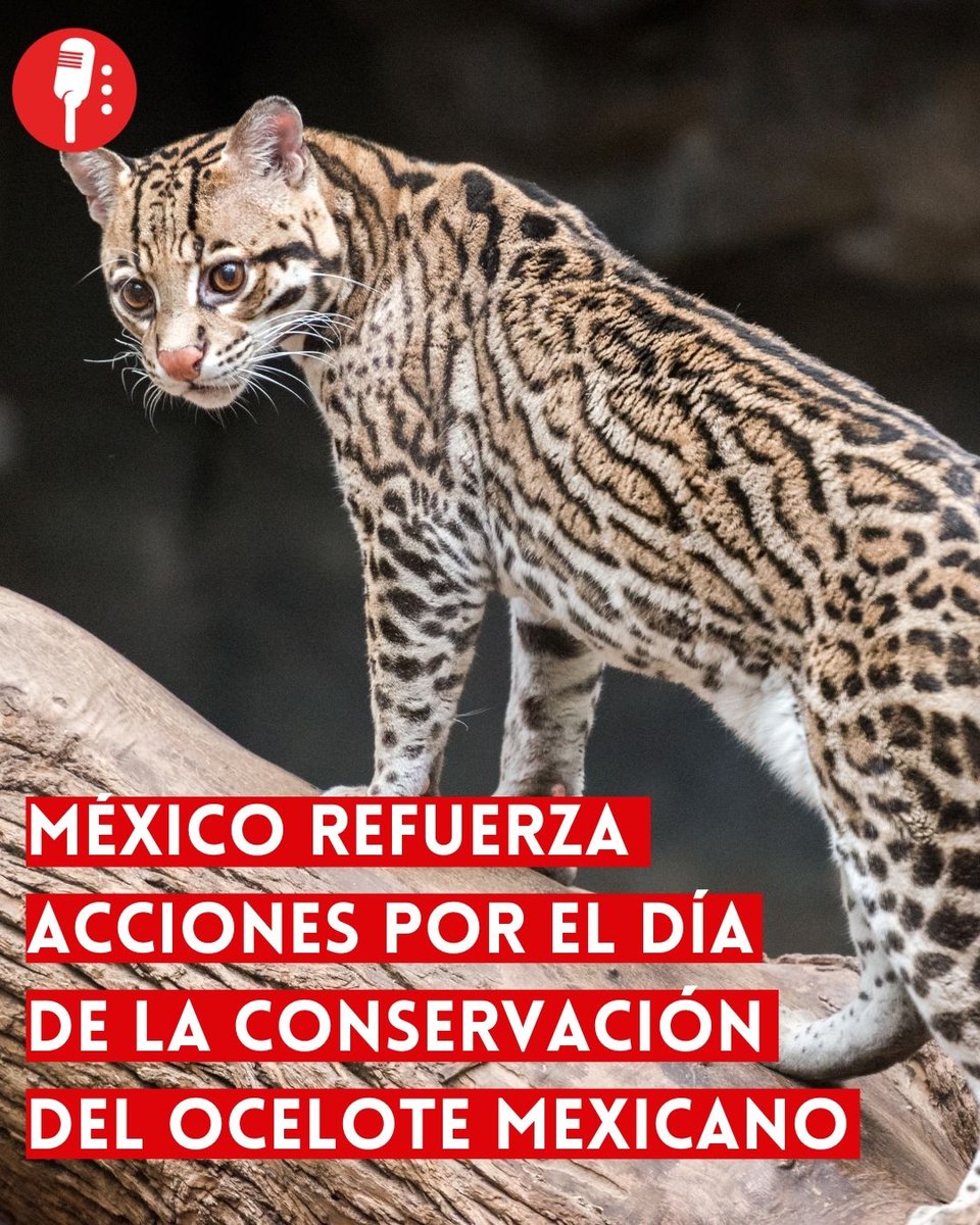 ⭕ OJO | MÉXICO REFUERZA ACCIONES POR EL DÍA DE LA CONSERVACIÓN DEL OCELOTE MEXICANO

En el marco del Día de la Conservación del Ocelote Mexicano, especialistas y autoridades ambientales reiteraron la importancia de proteger al Leopardus pardalis, una de las seis especies de